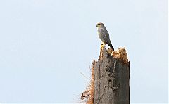 Gray Kestrel